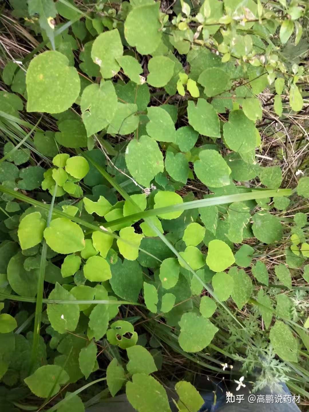 草药活十五中草药图片图片