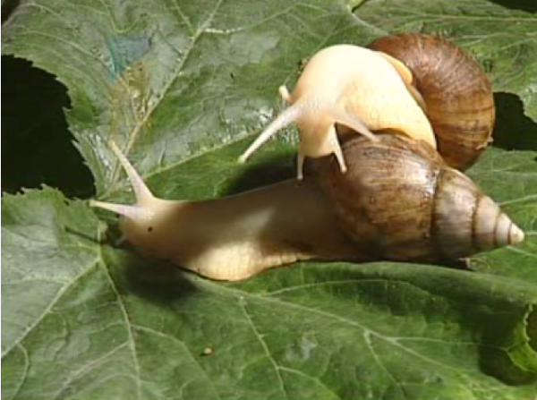 大白课动物的性生活之蜗牛的交配