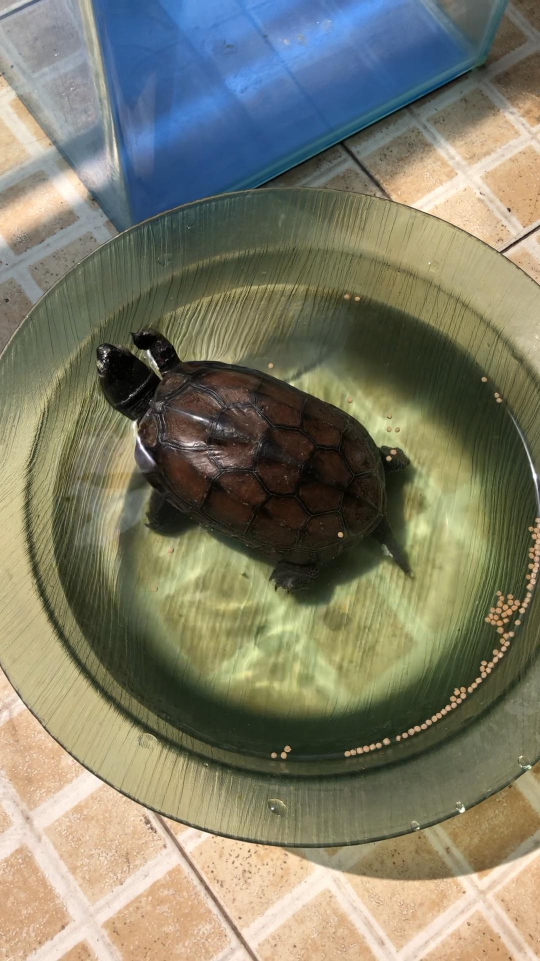 乌龟有智商吗，听得懂主人的话么？ - 知乎