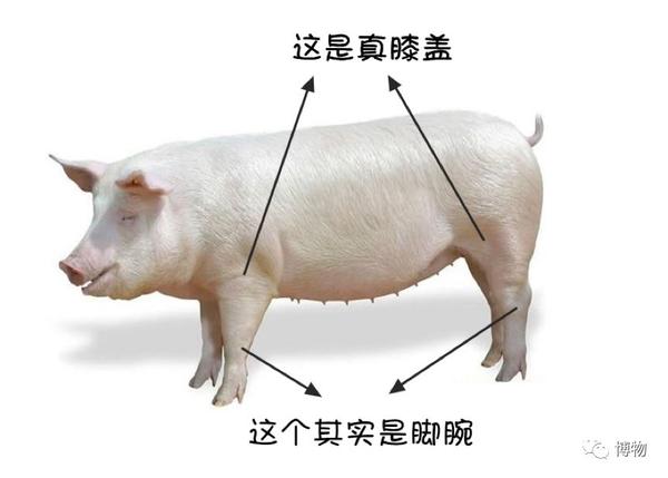 大猪蹄子可恨,大猪肘子就可爱了 - 知乎