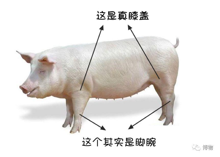 猪比搓脚图图片