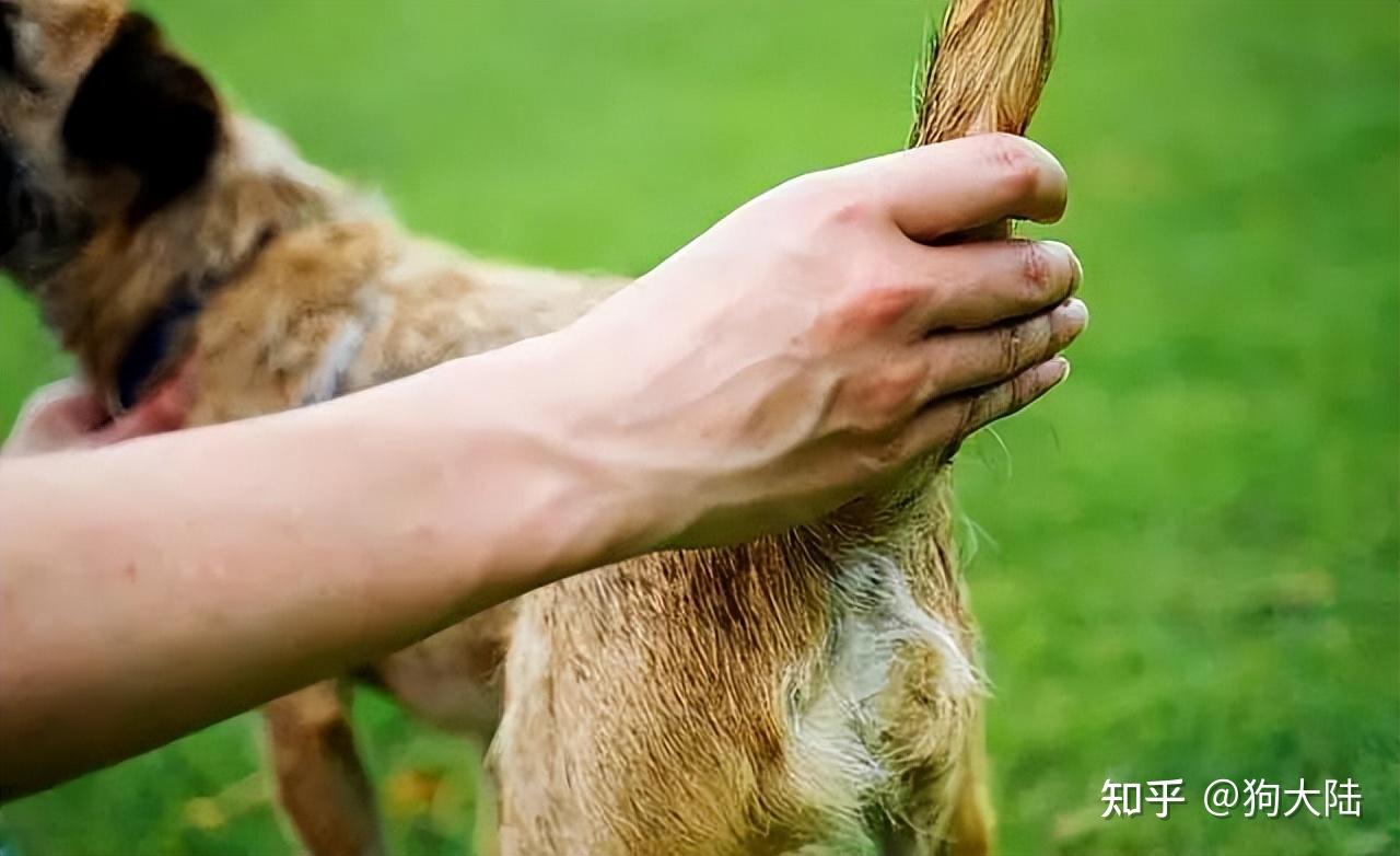 "用力扯狗狗尾巴"