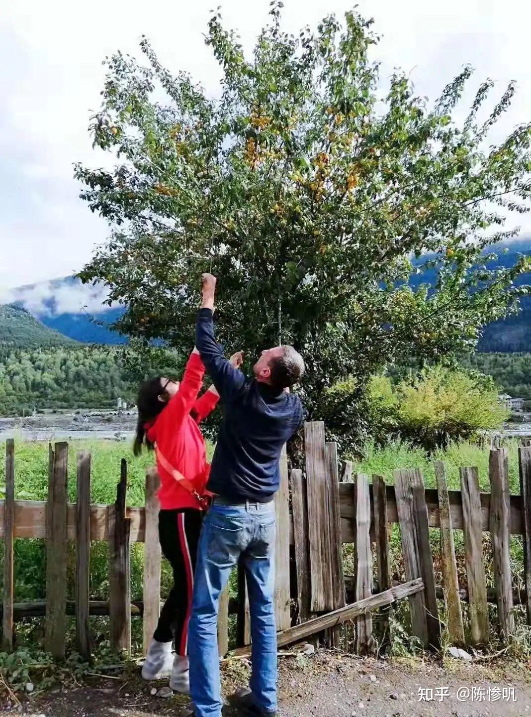 再遇到不同的人随便聊聊去陌生人的院子摘取水果慢悠悠的格鲁吉亚生活