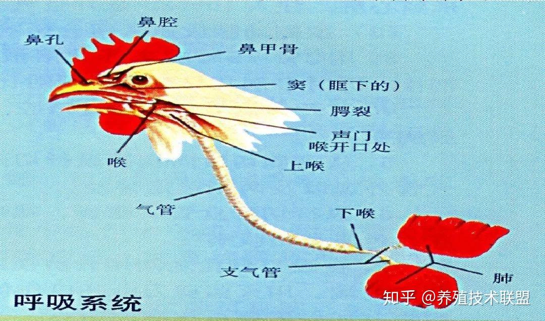 第五步:解剖头颈部继续把膝关节腿部皮肤完全剥离观察腿肌内外是否