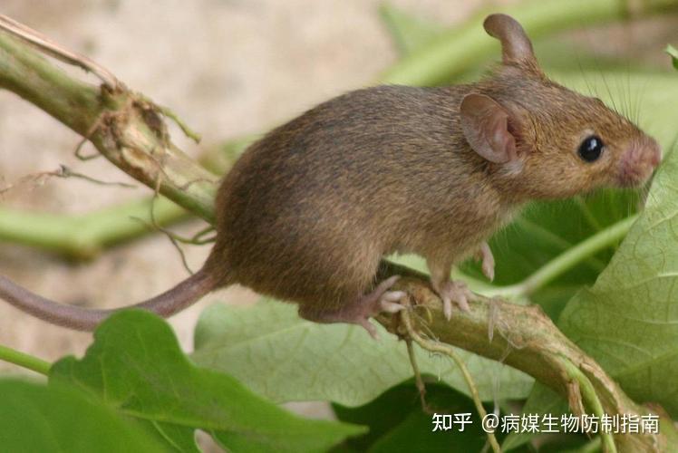 常见鼠类生物学及习性是怎样的？ - 知乎
