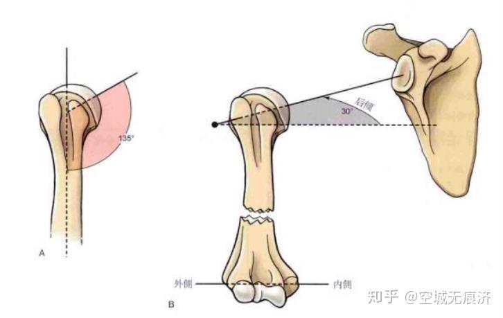 运动康复知识④上肢肱骨运动学特征肩胛骨上下回旋