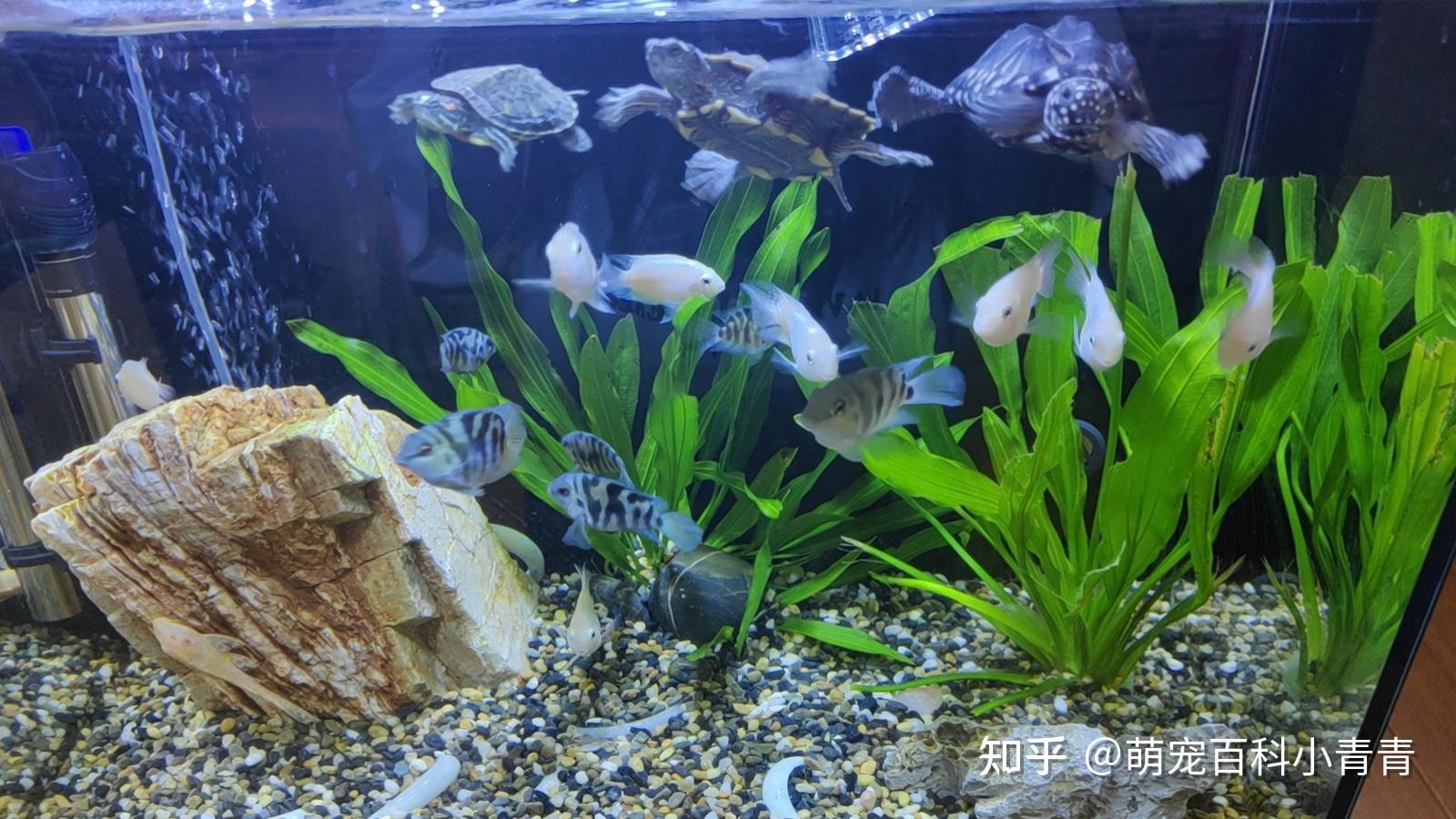 地图龟是什么龟?地图龟全方位科普介绍,一文搞懂地图龟方方面面 - 知乎
