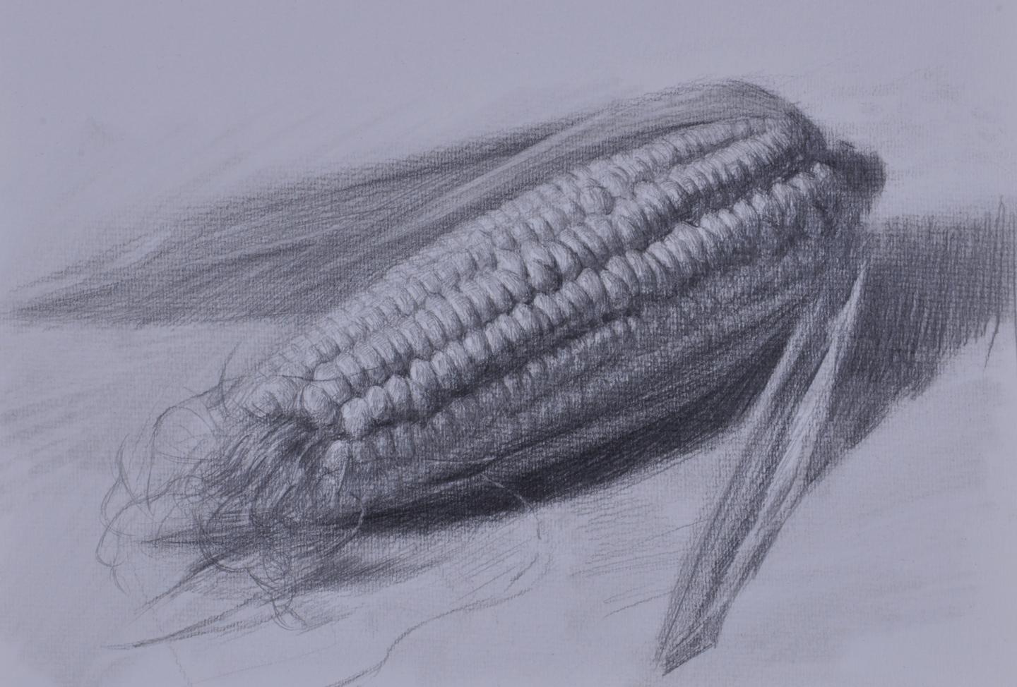 静物素描 玉米画法