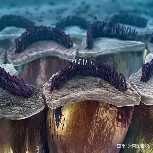 放大1000万倍后的人体细胞世界