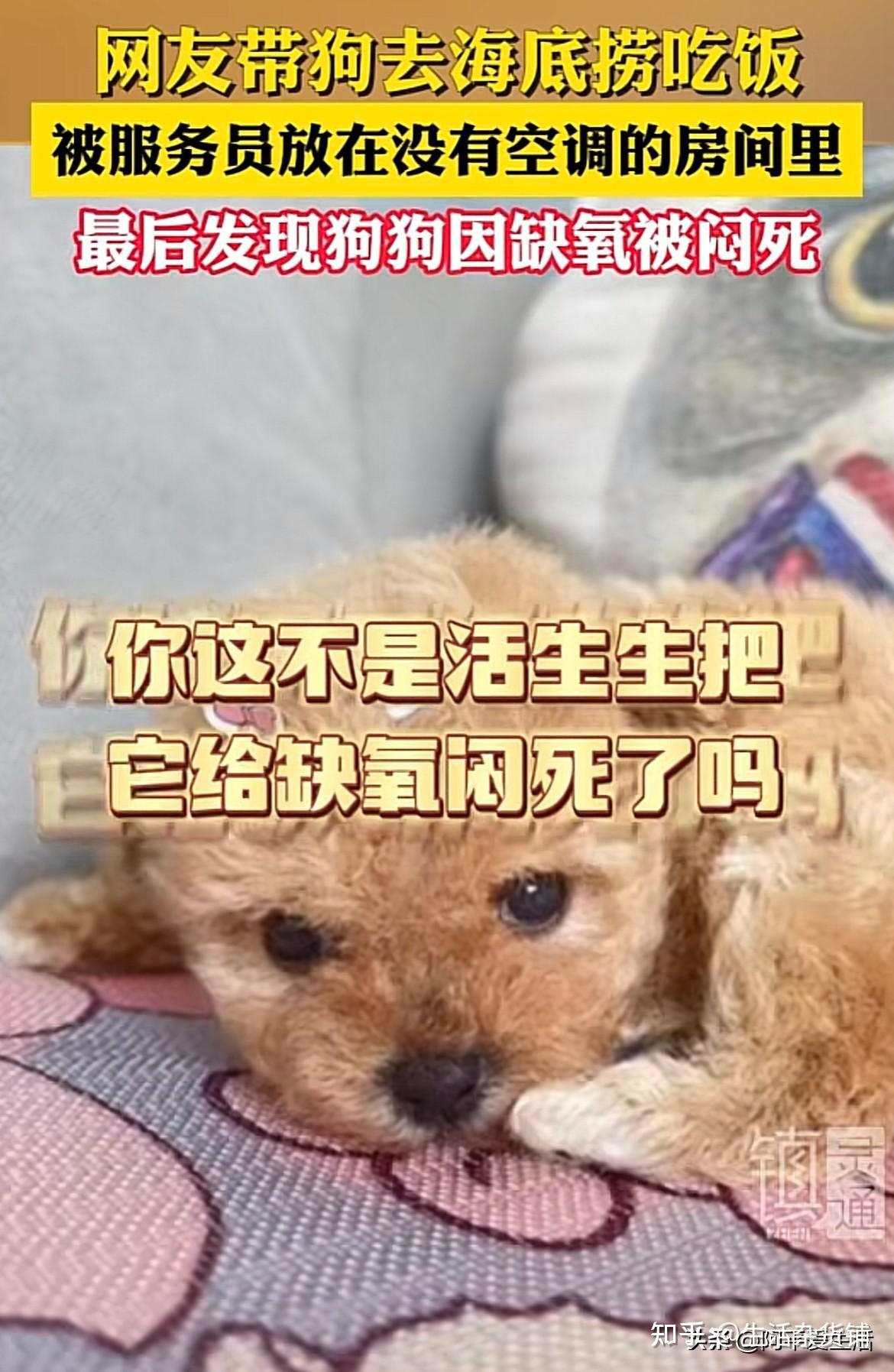 一是茶杯犬很脆弱;二是大部分餐厅等公共场合不允许带狗进入,那么她