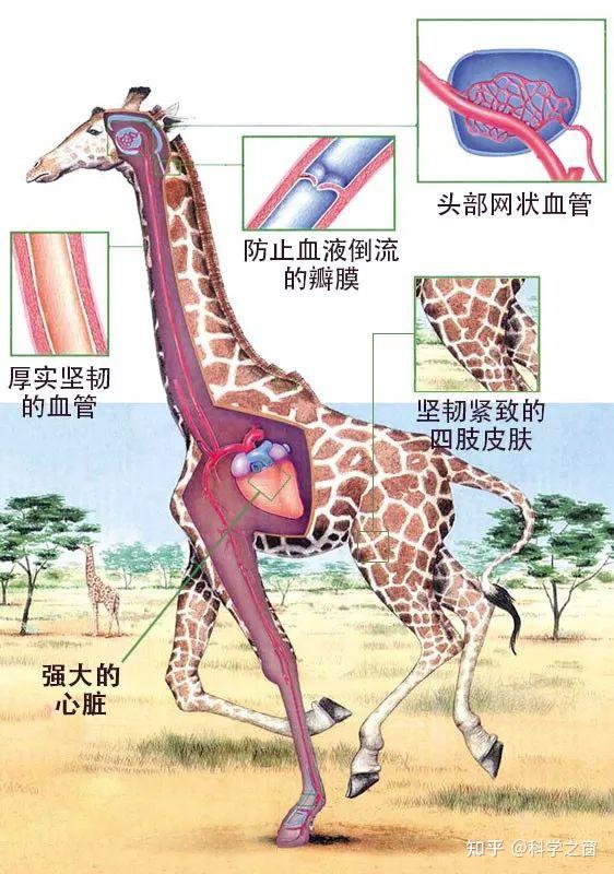 长颈鹿又一例不可简化的复杂性