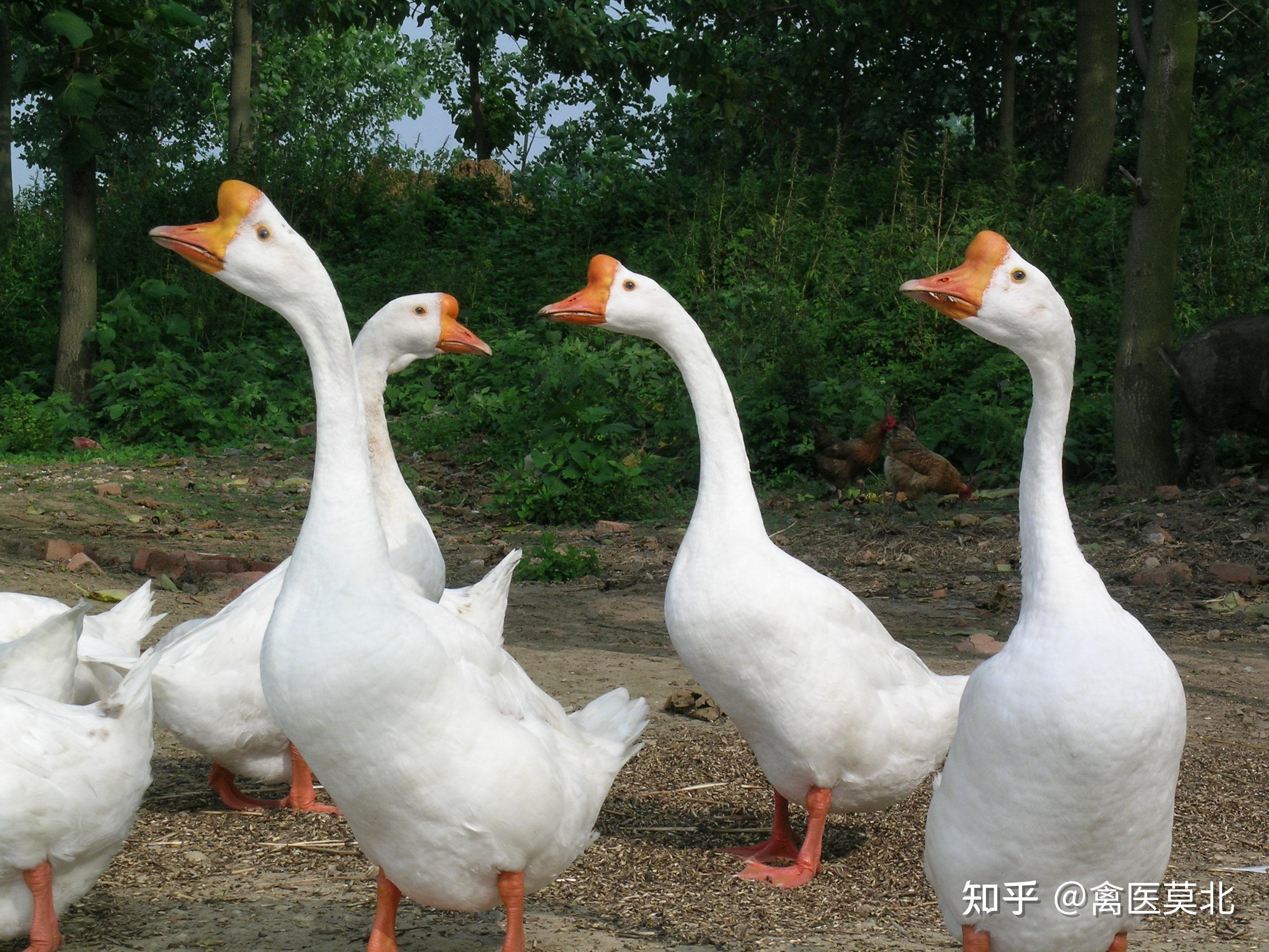 肉鹅快速催肥方法怎么给鹅快速增肥