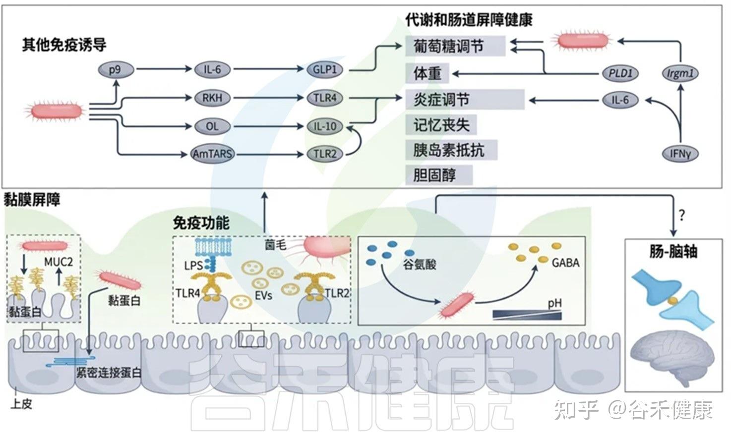 双面明星菌:Akkermansia muciniphila——从肠道微生态到情景治疗的探索 - 知乎
