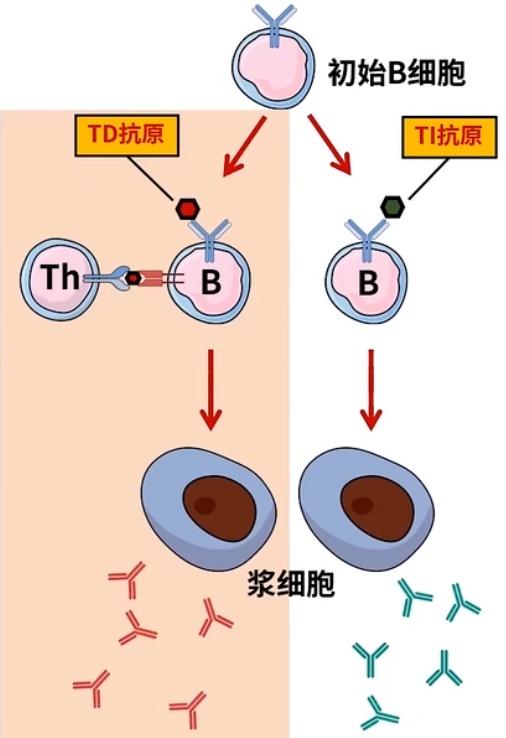 性淋巴細胞,受ti-ag刺激產生igm分類及功能cd86 cd152抑制t細胞活化