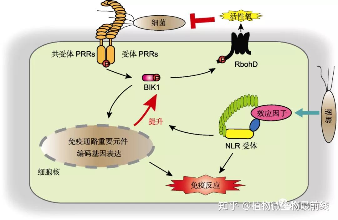 为了抑制植物pti免疫反应,一些病原菌向宿主细胞分泌效应因子