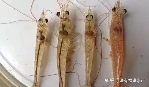对虾弧菌危害性很大针对弧菌该如何处理