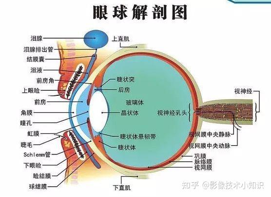 眼的CT解剖 - 知乎
