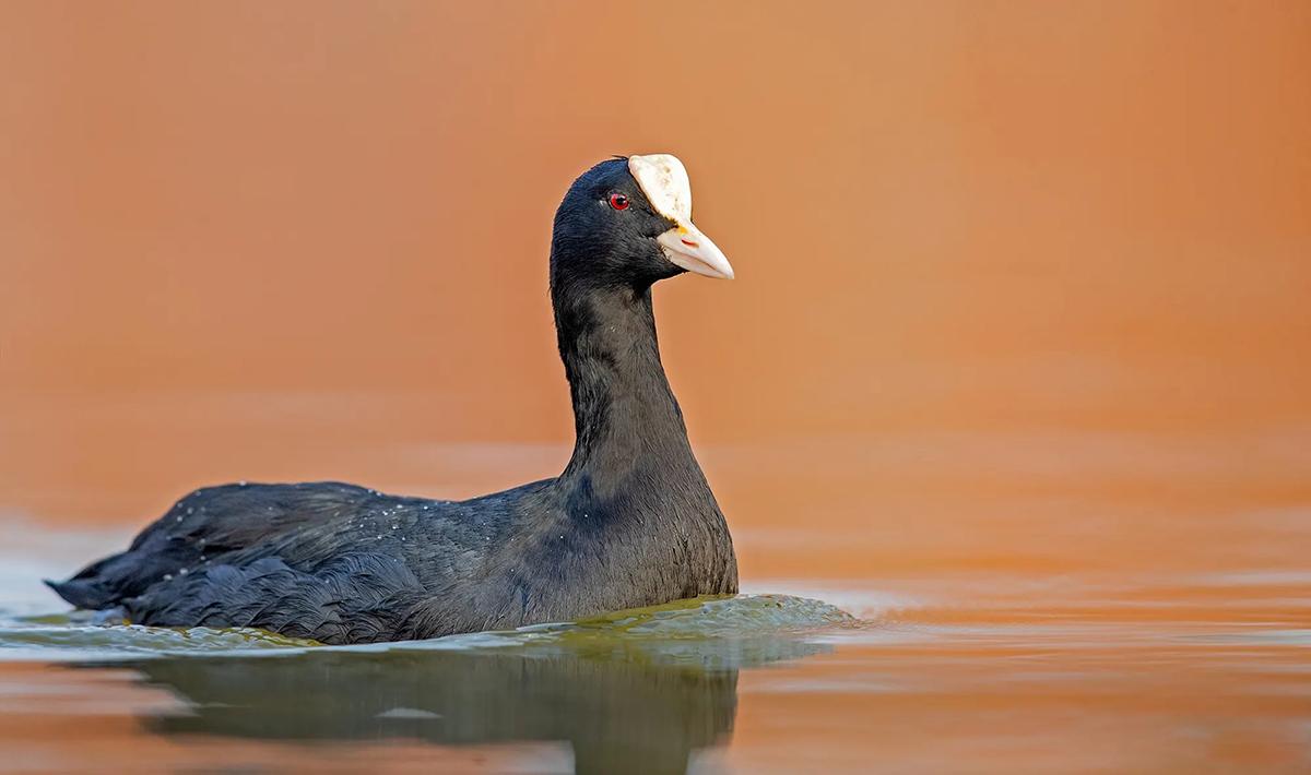 四川眉山发现野生白骨顶黑身白头似鸡似鸟不发情时不爱叫