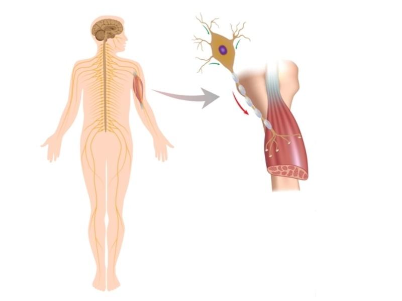 脊髓性肌萎缩症新药evrysdi(risdiplam)新的积极长期疗效和安全性数据