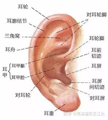 小耳畸形怎么治疗 知乎