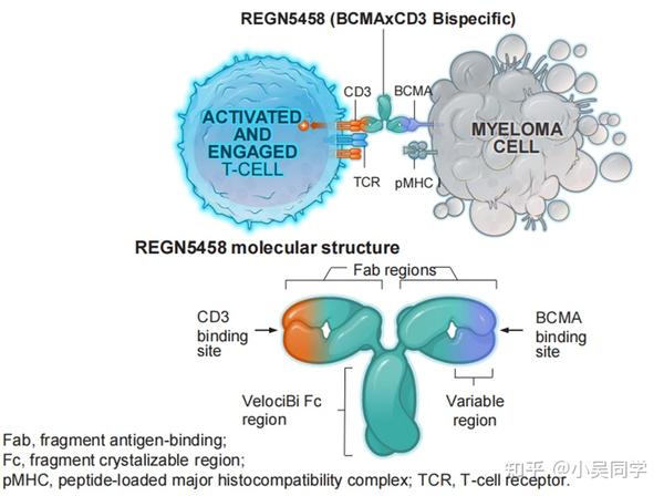 BCMA/CD3双抗技术梳理 - 知乎